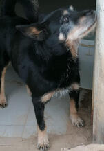 TURIM, Hund, Mischlingshund in Portugal - Bild 5