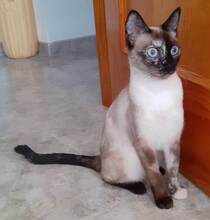 LISA, Katze, Siamkatze in Spanien - Bild 3