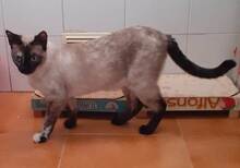 LISA, Katze, Siamkatze in Spanien - Bild 4