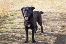 HANNES, Hund, Mischlingshund in Kroatien - Bild 1
