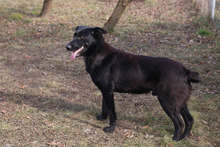 HANNES, Hund, Mischlingshund in Kroatien - Bild 4