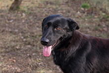 HANNES, Hund, Mischlingshund in Kroatien - Bild 5