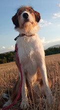 JOYA, Hund, Mischlingshund in Bulgarien - Bild 1