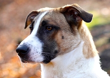 HAPPY, Hund, Mischlingshund in Recklinghausen - Bild 3