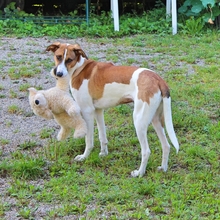 NALA, Hund, Mischlingshund in Recklinghausen - Bild 1