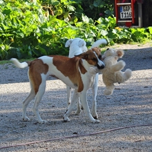 NALA, Hund, Mischlingshund in Recklinghausen - Bild 3
