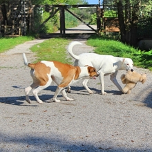 NALA, Hund, Mischlingshund in Recklinghausen - Bild 4
