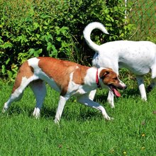 NALA, Hund, Mischlingshund in Recklinghausen - Bild 6