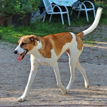 NALA, Hund, Mischlingshund in Recklinghausen - Bild 8