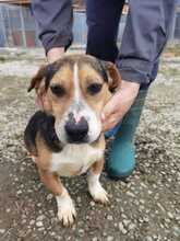 CORDO, Hund, Mischlingshund in Rumänien - Bild 1