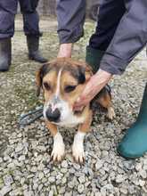 CORDO, Hund, Mischlingshund in Rumänien - Bild 5