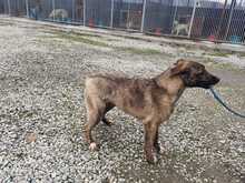 KARANA, Hund, Mischlingshund in Rumänien - Bild 4