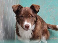 VITA, Hund, Mischlingshund in Bulgarien - Bild 1