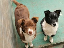VITA, Hund, Mischlingshund in Bulgarien - Bild 2