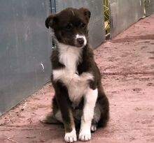 VITA, Hund, Mischlingshund in Bulgarien - Bild 6