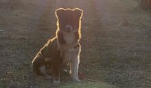 VITA, Hund, Mischlingshund in Bulgarien - Bild 9