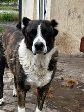 OTTO, Hund, Mischlingshund in Bulgarien - Bild 1