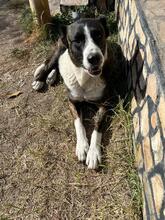 OTTO, Hund, Mischlingshund in Bulgarien - Bild 10