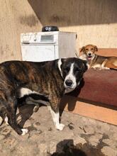 OTTO, Hund, Mischlingshund in Bulgarien - Bild 13