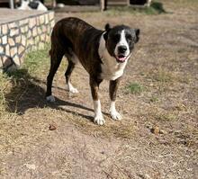 OTTO, Hund, Mischlingshund in Bulgarien - Bild 14