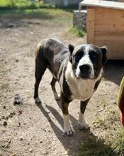 OTTO, Hund, Mischlingshund in Bulgarien - Bild 16