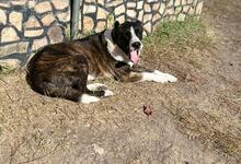 OTTO, Hund, Mischlingshund in Bulgarien - Bild 19