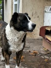 OTTO, Hund, Mischlingshund in Bulgarien - Bild 2