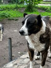 OTTO, Hund, Mischlingshund in Bulgarien - Bild 3
