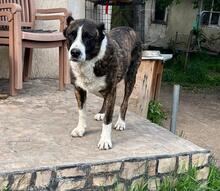 OTTO, Hund, Mischlingshund in Bulgarien - Bild 4