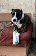 OTTO, Hund, Mischlingshund in Bulgarien - Bild 6