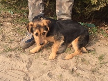 PAMELA, Hund, Mischlingshund in Ungarn - Bild 1