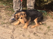 PAMELA, Hund, Mischlingshund in Ungarn - Bild 2
