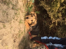 PAMELA, Hund, Mischlingshund in Ungarn - Bild 5