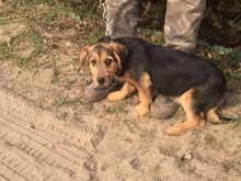 PAMELA, Hund, Mischlingshund in Ungarn - Bild 8