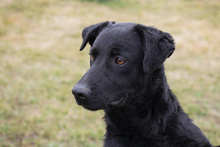 SUSANNE, Hund, Mischlingshund in Kroatien - Bild 1