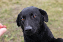 SUSANNE, Hund, Mischlingshund in Kroatien - Bild 3