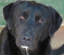 ELIOS, Hund, Labrador-Mix in Zypern - Bild 1