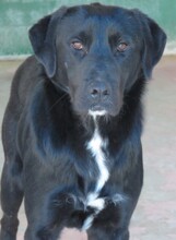 ELIOS, Hund, Labrador-Mix in Zypern - Bild 2