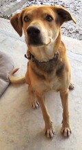NESTA, Hund, Deutscher Schäferhund-Mix in Zypern - Bild 7