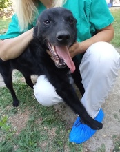 MATEO, Hund, Kroatischer Schäferhund in Kroatien - Bild 13