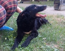 MATEO, Hund, Kroatischer Schäferhund in Kroatien - Bild 20