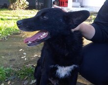 MATEO, Hund, Kroatischer Schäferhund in Kroatien - Bild 3