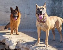 REA, Hund, Belgischer Schäferhund-Mix in Kroatien - Bild 2
