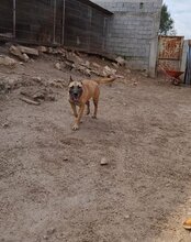 REA, Hund, Belgischer Schäferhund-Mix in Kroatien - Bild 24