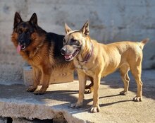 REA, Hund, Belgischer Schäferhund-Mix in Kroatien - Bild 3