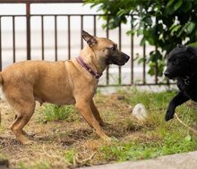 REA, Hund, Mischlingshund in Kroatien - Bild 11