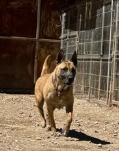 REA, Hund, Mischlingshund in Kroatien - Bild 5