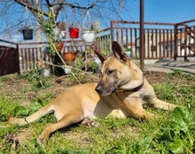 REA, Hund, Mischlingshund in Kroatien - Bild 8