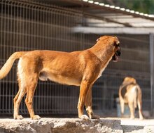 PIET, Hund, Mischlingshund in Kroatien - Bild 10