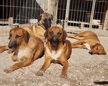 PIET, Hund, Mischlingshund in Kroatien - Bild 12